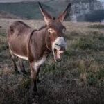 Donkey arrested in Pakistan along with eight people for gambling