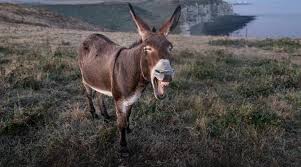 Donkey arrested in Pakistan along with eight people for gambling