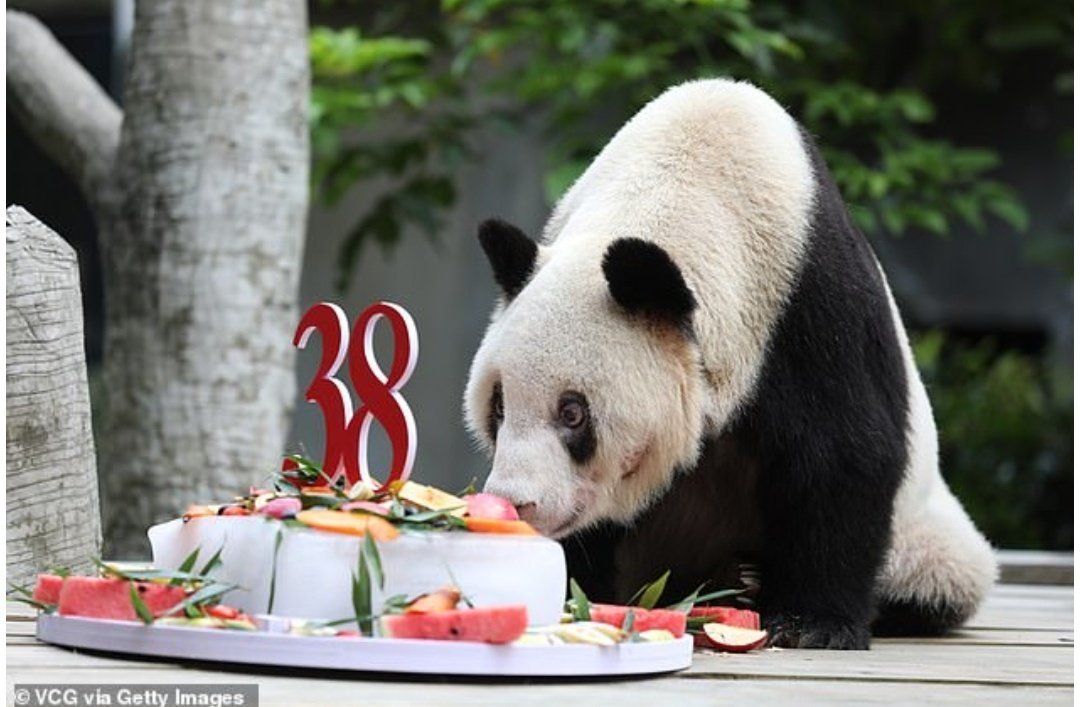 World's oldest Panda in captivity dies at age 38 Penbugs